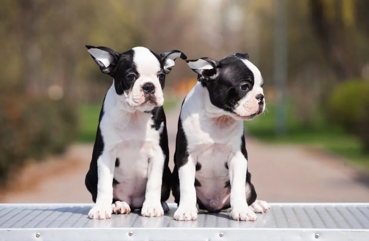 Zwei Boston-Terrier-Welpen sitzen nebeneinander