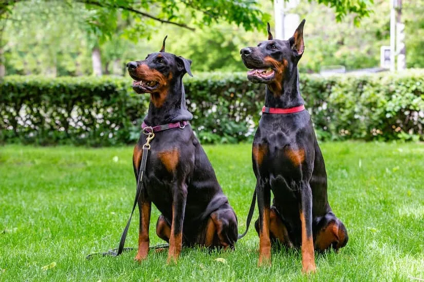 Zwei Dobermänner auf dem Rasen