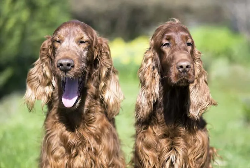 Zwei ausgewachsene Irish Setter Hunde