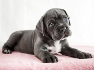 Cane Corso Welpe auf einer Decke