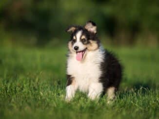 Sheltie Welpe auf dem Rasen