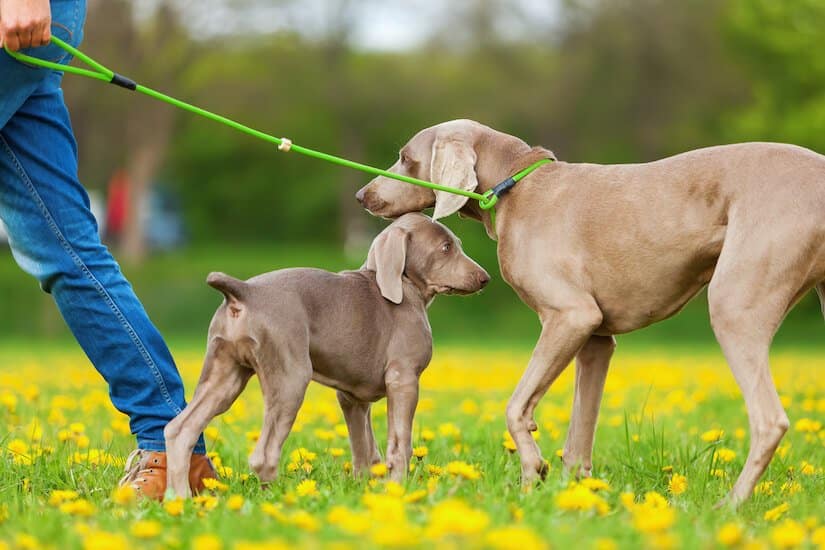 Weimaraner Mutter mit ihrem Welpen