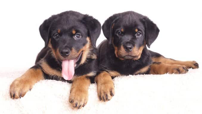 https://welpenknigge.de/wp-content/uploads/2018/10/Zwei-Rottweiler-Welpen-auf-dem-Teppich.jpg