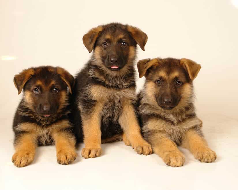 Deutscher Sch ferhund Kaufen Deutscher Sch ferhund Kaufen
