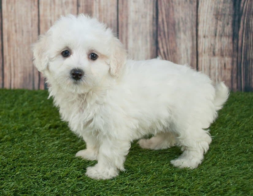 Maltipoo Welpen • welpenknigge.de