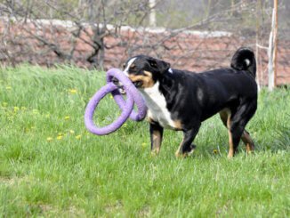 Appenzeller Sennenhund Junghund beim Spielen