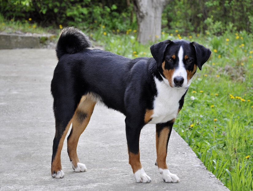 Appenzeller Sennenhund Junghund