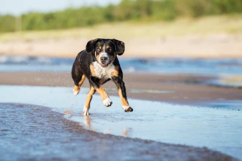 Appenzeller Sennenhund Welpe am Strand