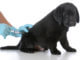 Labrador Retriever Welpen impfen beim Tierarzt