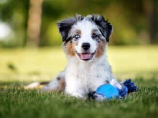 Mini Aussie Welpe auf dem Rasen mit Spielzeug