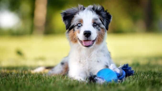 Mini Aussie Welpe auf dem Rasen mit Spielzeug