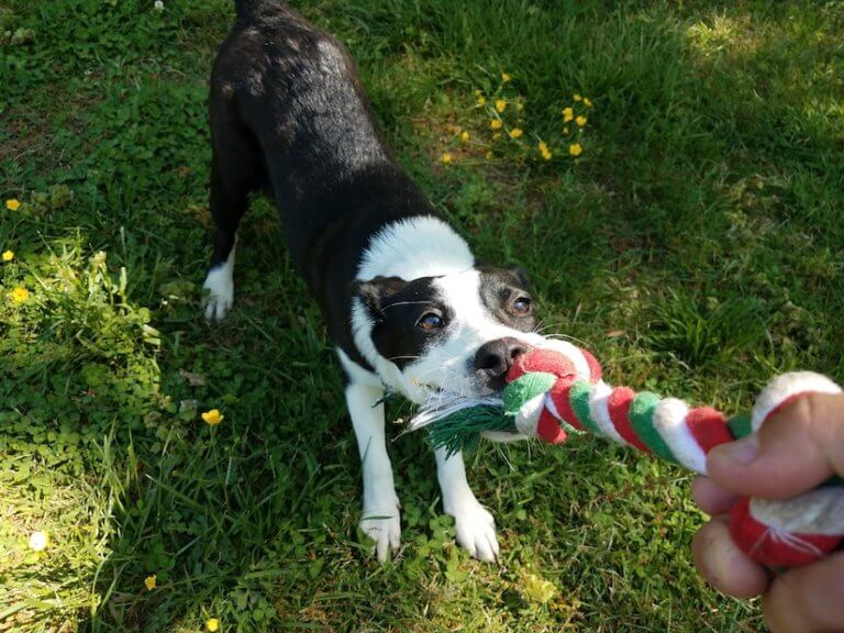 Welpenkauf - Welcher Welpe passt zu mir? • welpenknigge.de