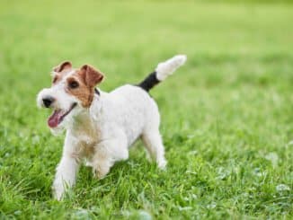 Drahthaar-Foxterrier Welpe auf dem Rasen