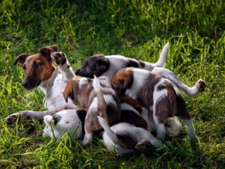 Glatthaar-Foxterrier Mutter mit ihren Welpen