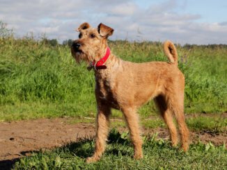 Irish Terrier Junghund beim Spaziergang auf dem Feld