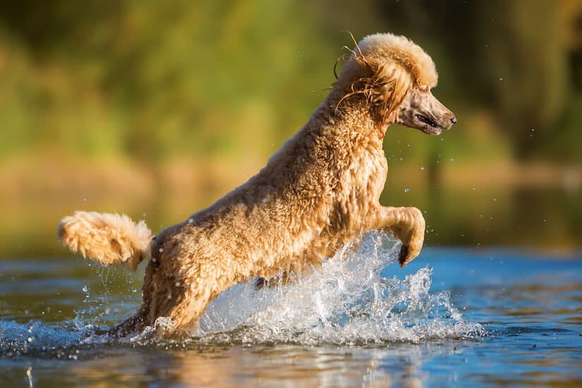 Königspudel Welpe spielt im Wasser