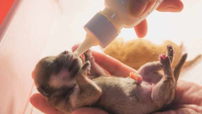 Neugeborener Welpe wird mit Welpenmilch gefüttert Neugeborener Welpe wird mit Welpenmilch gefüttert