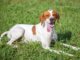 English Pointer Welpe auf dem Rasen mit herausgetreckter Zunge