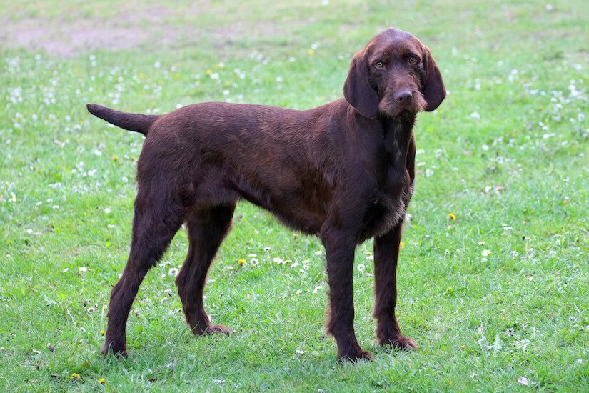 Pudelpointer Junghund auf der Wiese