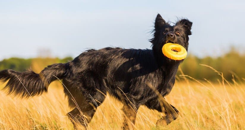 Altdeutscher Hütehund Welpe beim Spielen