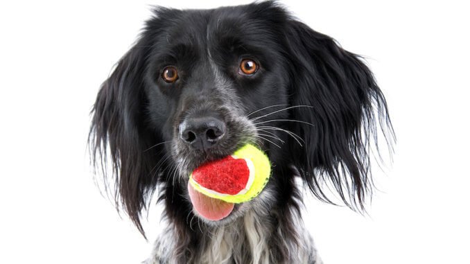 Großer Münsterländer Welpe mit einem Ball im Maul