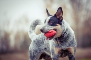 Australian Cattle Dog Junghund beim Spielen