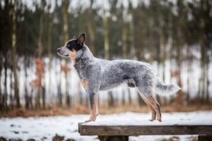 Australian Cattle Dog Junghund im Portrait