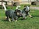 Australian Cattle Dog Welpen spielen auf dem Rasen
