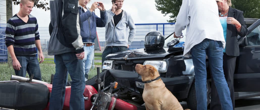 Hund verursacht einen Verkehrsunfall